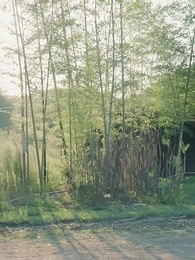 第19集 - 罗叉海柿