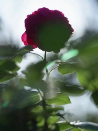 都市重生醫婿 - Episode 73