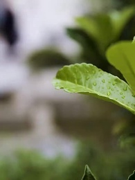 九州獄龍 - Episode 16