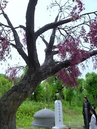 第66集 - 宸王的復仇王妃