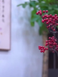 第77集 - 飛龍歸來