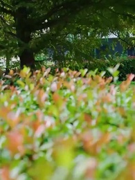 女總裁的貼身醫仙 - Episode 25