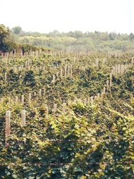 Mommy, we need daddy - Episode 88