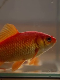 奪命豪宅，顧總夫人她又死了 - Episode 69