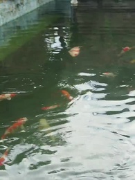 神級龍衛 - Episode 2