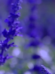 第49集 - 神醫毒妃不好惹