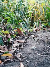 厲總，夫人她愛你至死 - Episode 85