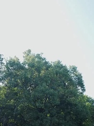 罗叉海柿 - Episode 9