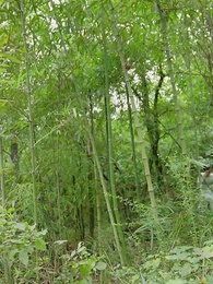 第39集 - 將門皇後