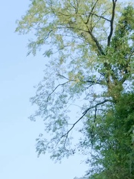 第54集 - 絕代天驕闖花都