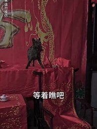 第7集 - 貓臉新娘