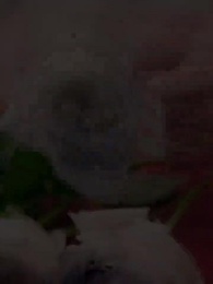 第61集 - 錢金金的馭夫之路