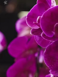 第24集 - 潛龍出海