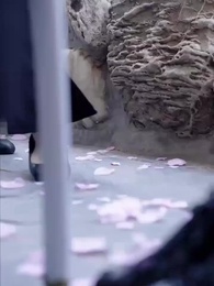 Dragon King - Episode 74