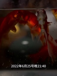 第3集 - 奪命豪宅,顧總夫人她又死了