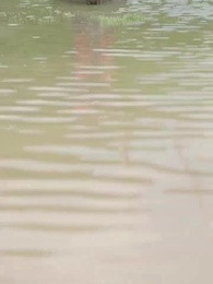 罗叉海柿 - Episode 12