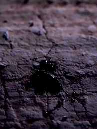 女總裁的全能贅婿 - Episode 1