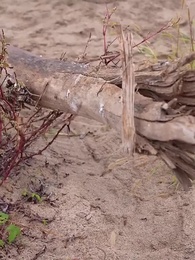 第13集 - 荒島求生