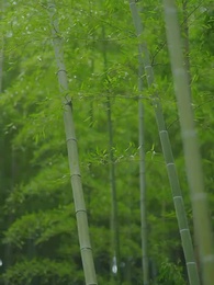 第67集 - 女帝的貼身總管