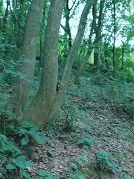 石盤鎮怪談 - Episode 74