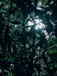 億萬豪門招我做姑爺 - Episode 81