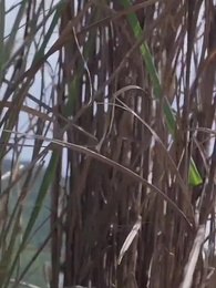 第42集 - 護國天醫