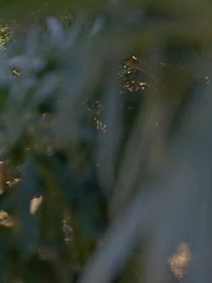 The Unwanted Bride of Atticus Fawn - Episode 2