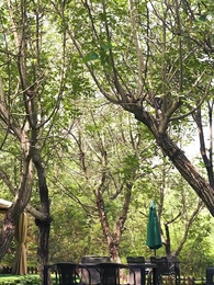 Mommy, We Need Daddy! CEO's Escaped Wife Returns - Pure Enjoyment Version - Episode 51