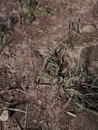 第22集 - 大魏第一神探