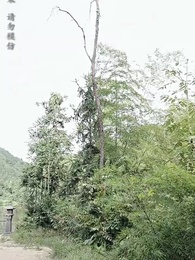 大魏第一神探 - Episode 88