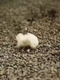 [吹替] 腹黒いメイド - Episode 36