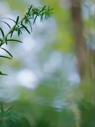 第46話 - [吹替] 運命に逆らう大富豪女子