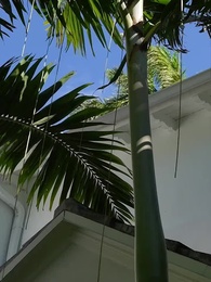 รีบหย่าให้ไว คุณหนูหัวใจพันล้าน - Episode 52