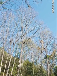 第83集 - 绝世武魂