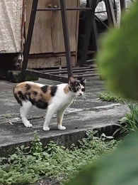 第78集 - 霍少甜妻是大佬