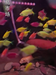 第25集 - 小嬌妻太凶陸爺把持不住了