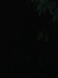 Episode 17 - Reborn to Revenge: The Betrayed Luna