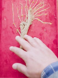 第17集 - 萬古第一聖手