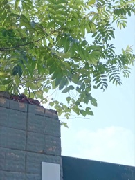 重生後嫁給前任他三叔 - Episode 76