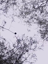 第3集 - 公主別怕，臣來救駕