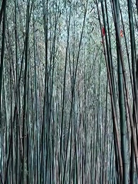 第20集 - 豪門千金又美又颯