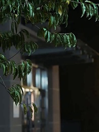 대표님과 그의 쌍둥이 - Episode 63