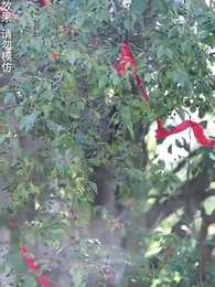 第100集 - 神蛊仙途