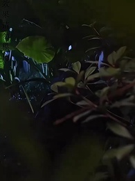 第100集 - 下山禍害六個絕色師姐