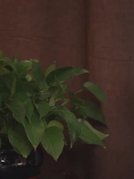 [Dubbed] The President's Guileful Girl - Episode 88