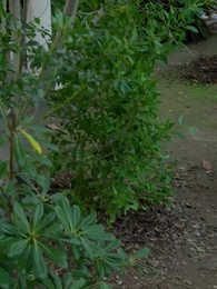 Return of the Lady CEO - Episode 25