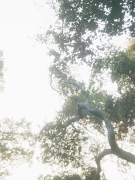 Tập 62 - Trùng Sinh Báo Thù: Luna Bị Phản Bội