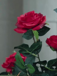 Nikita: Alpha King's 3-Time Rejected Mate - Episode 19