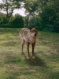 私の人狼国王 - Episode 30