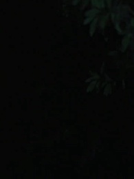 17화 - 늑대인간의 로맨스